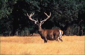 Rececho de ciervo en el Coto de Caza del Valle de Mena