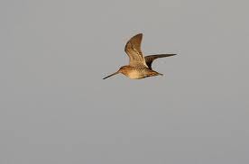 Becada en vuelo