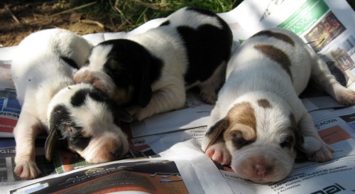 Batidas de jabalí en el coto de caza Valle de Mena