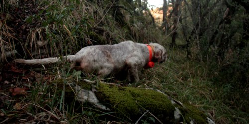 Setter inglés de muestra sobre becada en el coto de caza del Valle de Mena