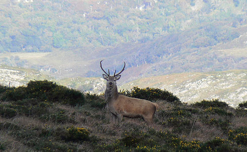 Batidas de ciervo en el coto de caza del Valle de Mena