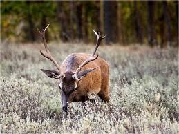 Batidas de Ciervo en el coto de caza del Valle de Mena