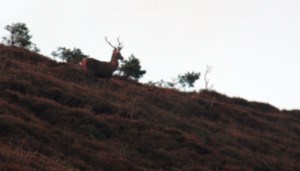 Venado, en la ladera de Zalama (coto de caza del Valle de Mena)
