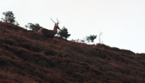 Venado, en la ladera de Zalama (coto de caza del Valle de Mena)