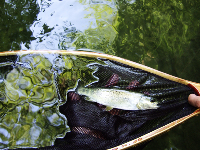 Cómo soltar una trucha