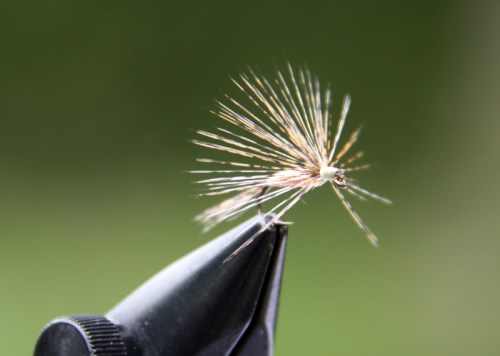 19.- Vista de la mosca ahogada desde otra perspectiva. No os olvidéis de quitarle la muerte al anzuelo en el caso de que aún la tenga