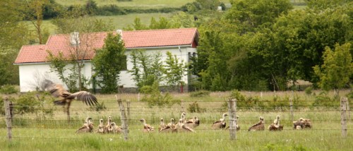 Buitres en el coto de caza del Valle de Mena