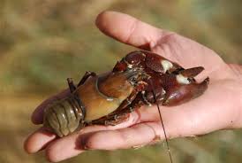 Pesca de cangrejos en Burgos