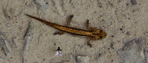 Pico del Fraile Coto de Caza valle de Mena