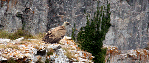 Pico del Fraile Coto de Caza valle de Mena