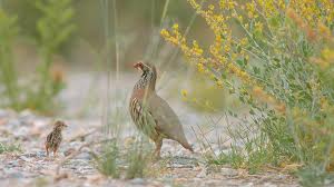 coto caza y pesca Valle de Mena