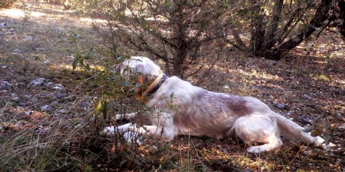 Campeonato de sorda del Club de Caza del Valle de Mena