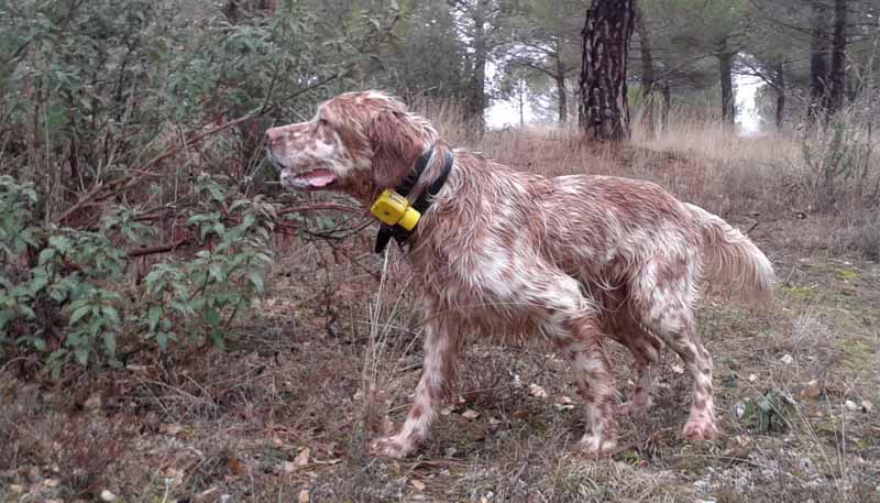 Setter macho