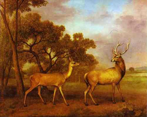 red-deer-stag-and-hind