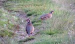 Pareja-de-perdiz-en-la-medio-montaña-leonesa