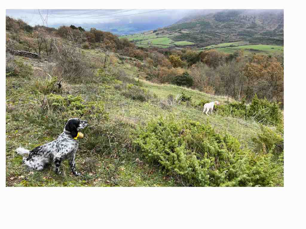 perros de muestra sobre perdiz roja, setter, coto de caza Valle de Mena
